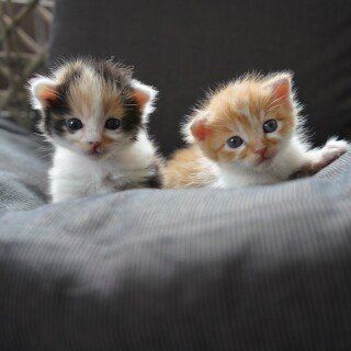 cats1_0438