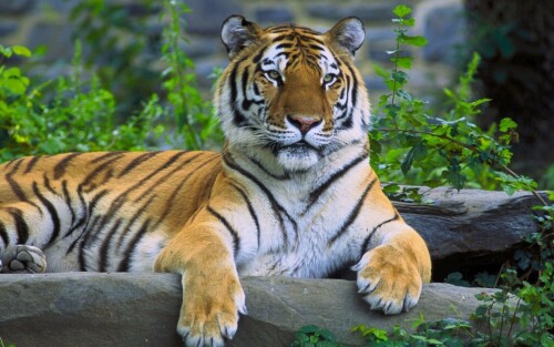 cats1 0442