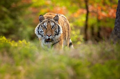 cats1 0445