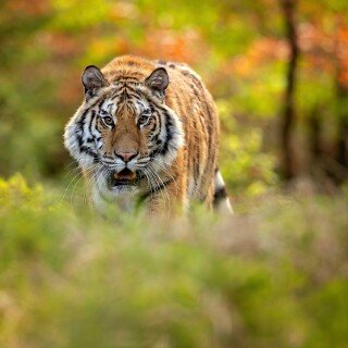 cats1_0445