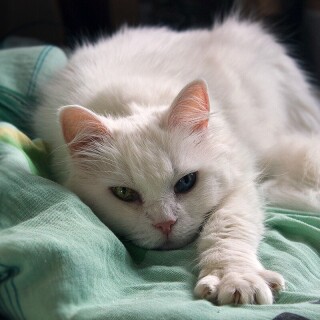 cats1_0447