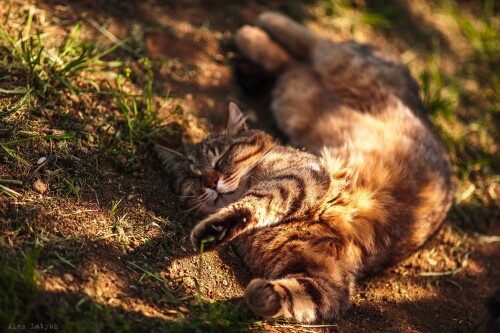 cats1 0474