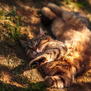cats1_0474