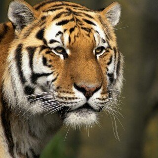 cats1_0478