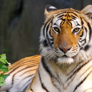 cats1_0481