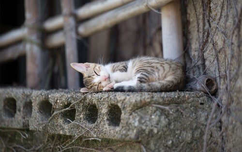 cats1 0491