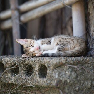 cats1_0491