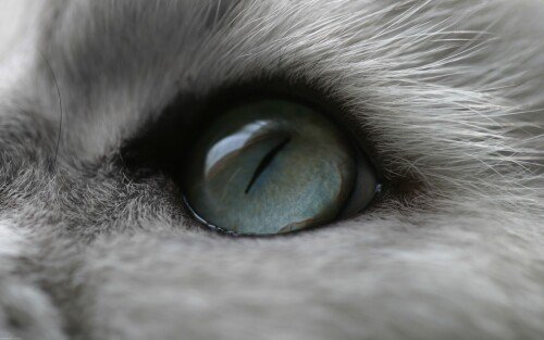 cats1_0492.jpg