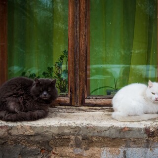 cats1_0493