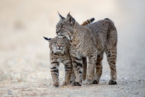 cats1 0502