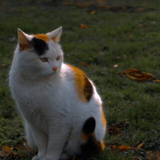 cats1_0504