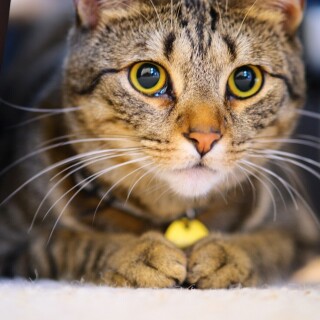 cats1_0508