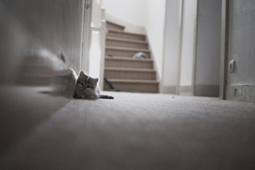 cats1 0511