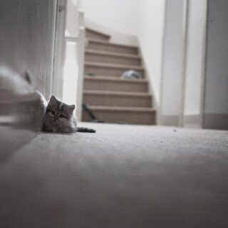 cats1_0511