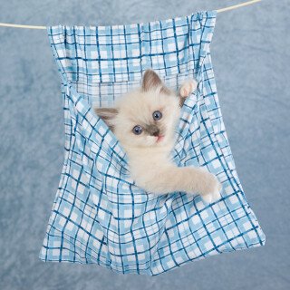 cats1_0512