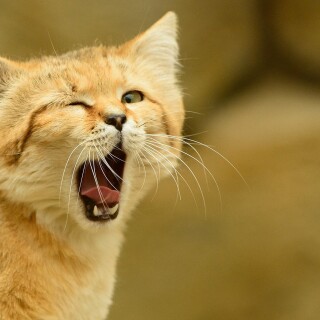 cats1_0514