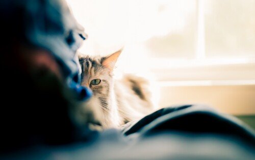 cats1_0516.jpg