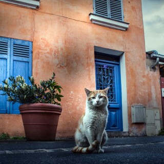 cats1_0518
