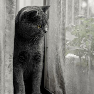 cats1_0519