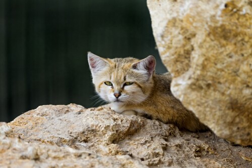 cats1 0527