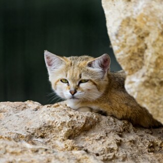 cats1_0527