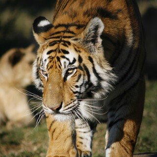 cats1_0528