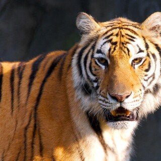 cats1_0533