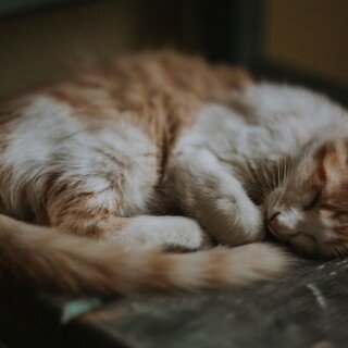 cats1_0545