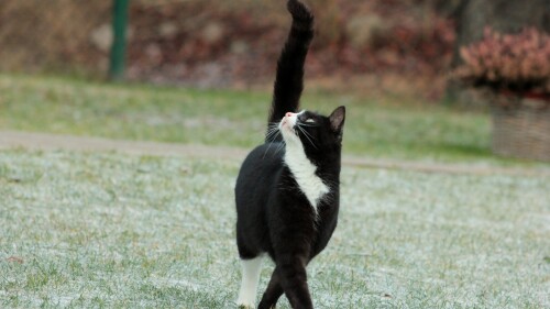 cats1 0547