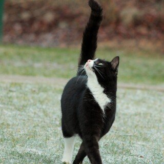 cats1_0547
