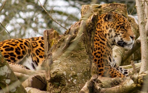 cats1 0553