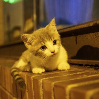 cats1_0562