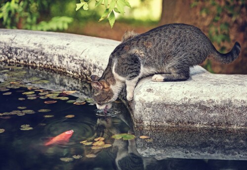 cats1 0563