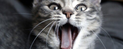 cats1_0567.jpg
