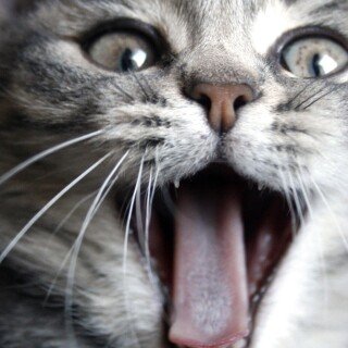 cats1_0567