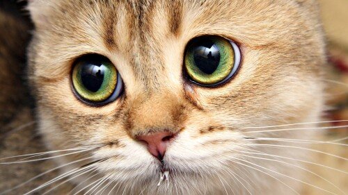 cats1 0575
