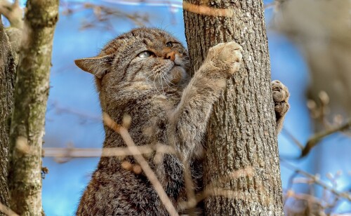 cats1 0577