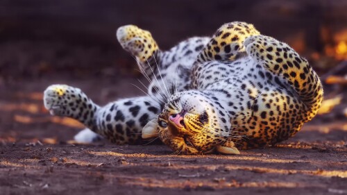 cats1 0579