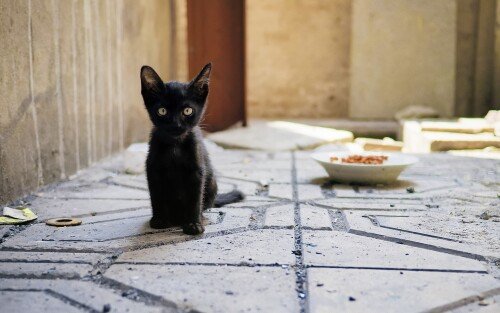 cats1_0583.jpg