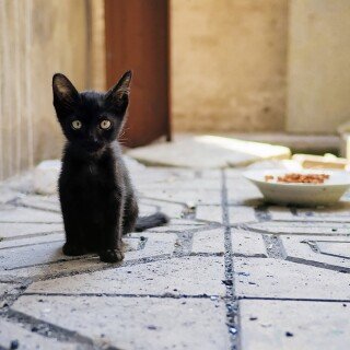cats1_0583