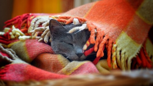cats1 0587