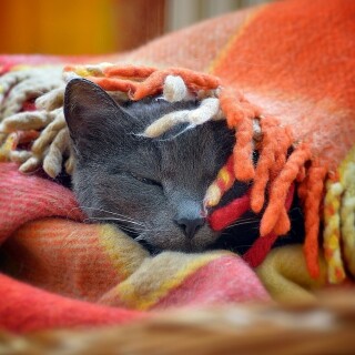 cats1_0587