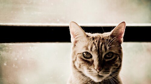 cats1_0588.jpg