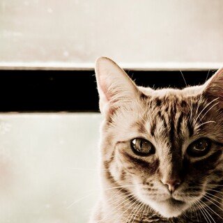 cats1_0588