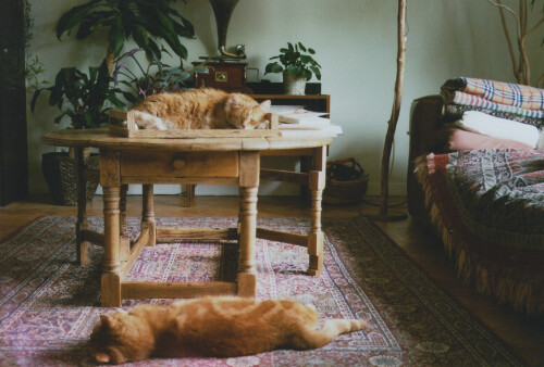 cats1 0592