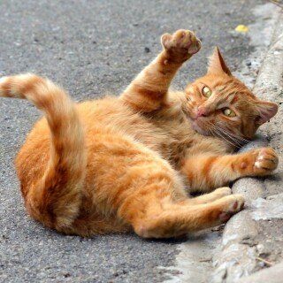 cats1_0595