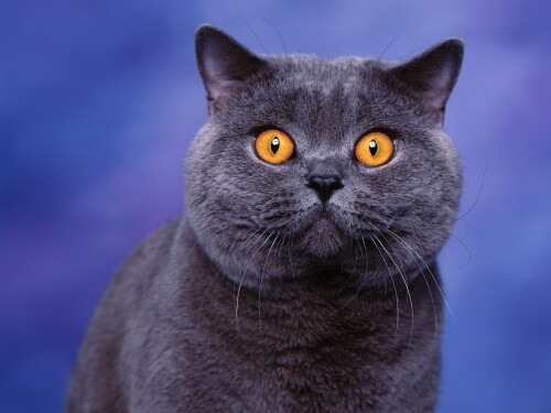 cats1 0597