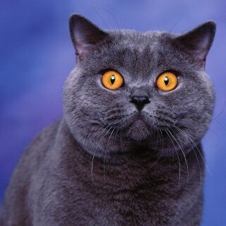 cats1_0597
