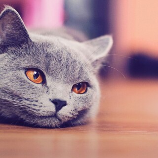 cats1_0600