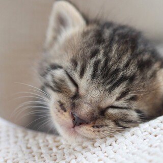 cats1_0601